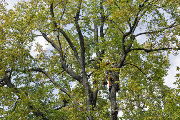 Best Storm Damage Tree Cleanup  in Lowry Crossing, TX
